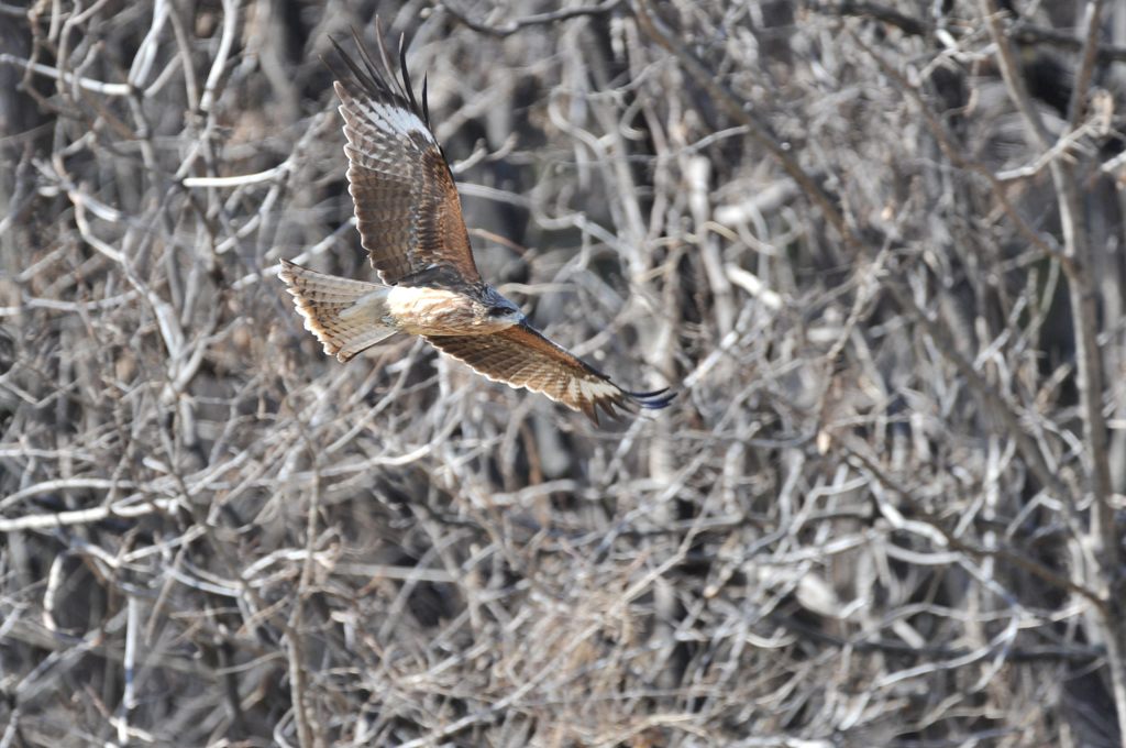 山際を飛ぶ　　DSC_7974