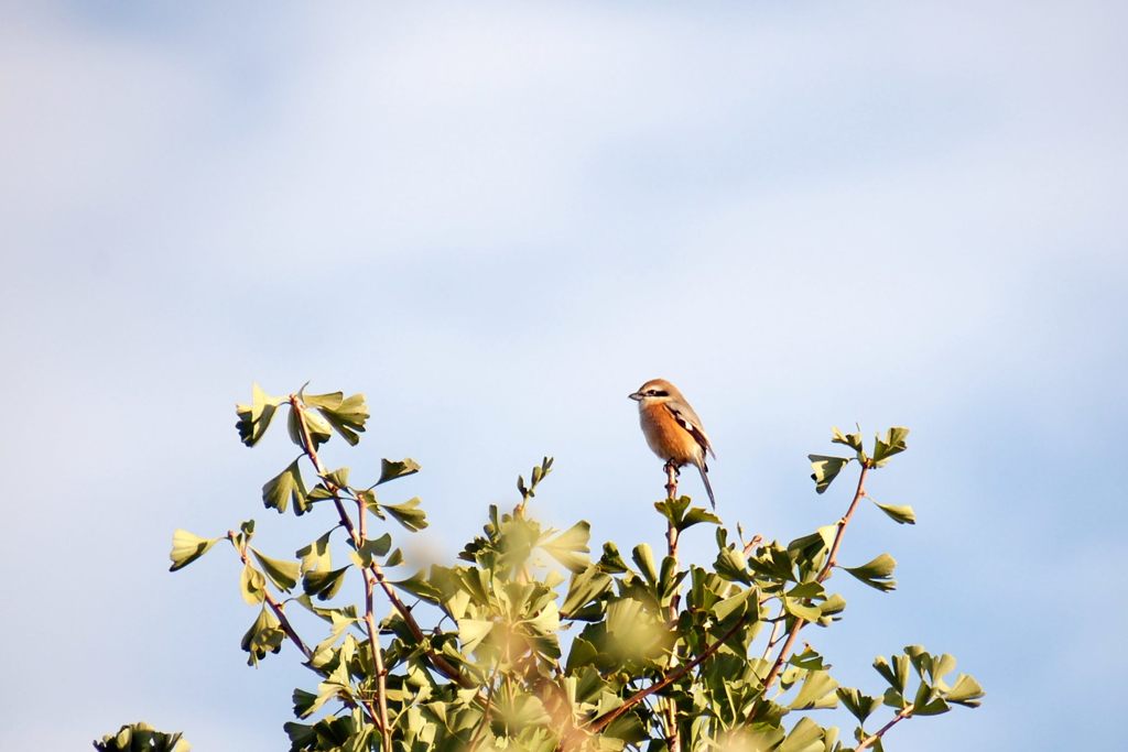 今朝は一番たぞ！　　DSC_4677