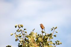 今朝は一番たぞ！　　DSC_4677