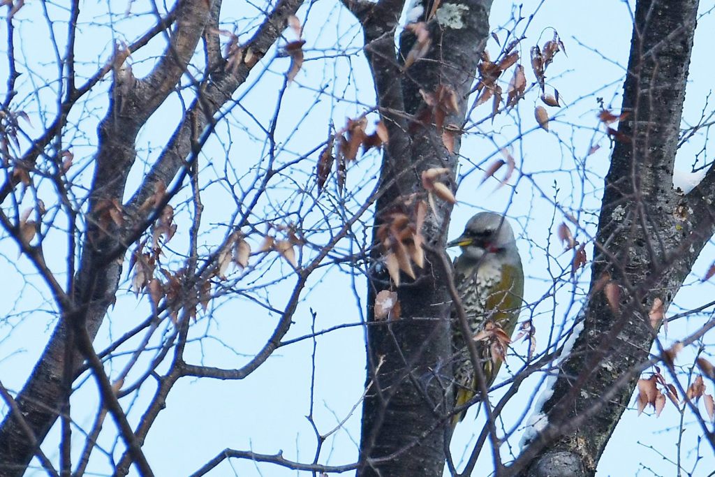 アオゲラ　DSC_5736