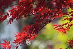 モミジの若葉　　DSC_2305