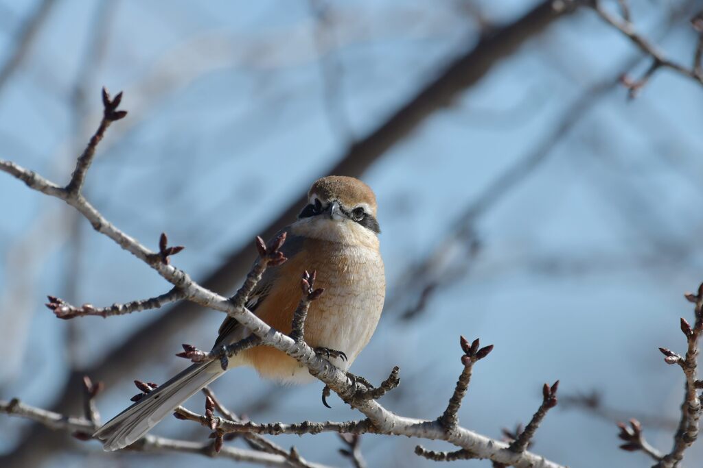 モズ　　DSC_3663