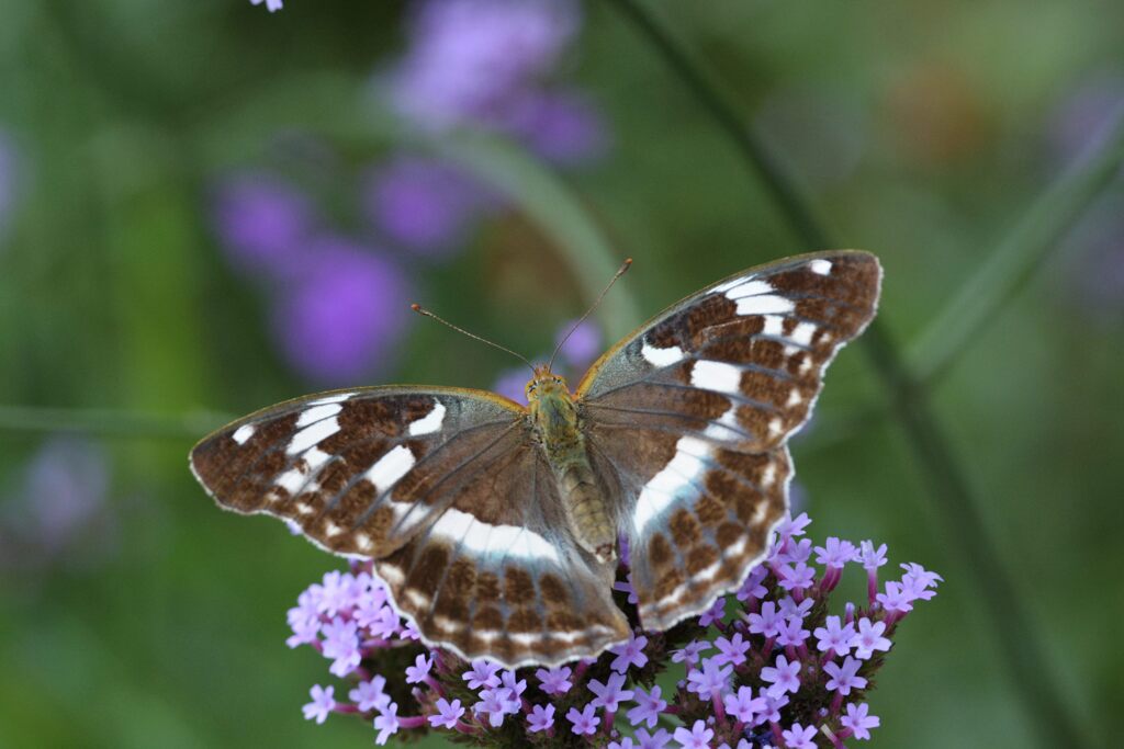 翅広げる　DSC_6851