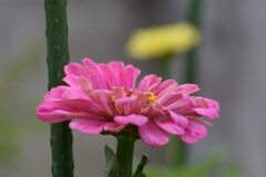 ヒャクニチソウの開花　DSC_6177