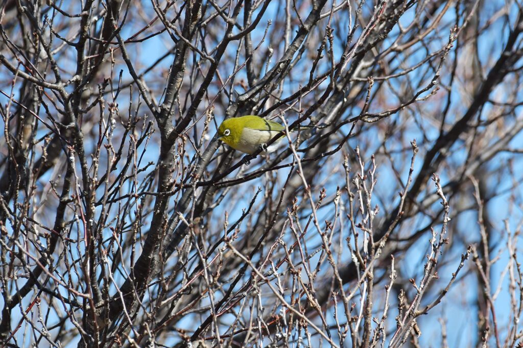 花見の下見　　DSC_4134