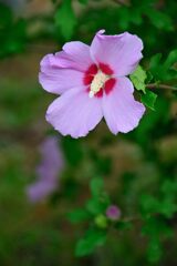 ムクゲ　　DSC_5055