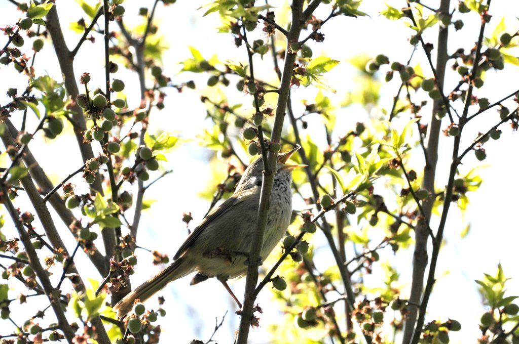 ホーッ、ホケキョッ！　　DSC_2403