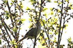 ホーッ、ホケキョッ！　　DSC_2403