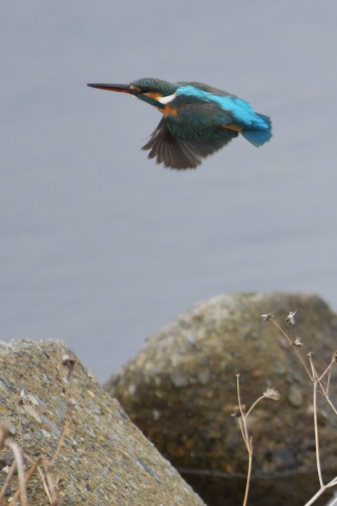 カワセミ　　DSC_4087