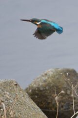 カワセミ　　DSC_4087