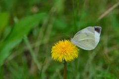 野の花にモンシロチョウ　　DSC_4503