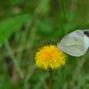 野の花にモンシロチョウ　　DSC_4503