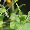 アサマイチモンジ　　　DSC_3740