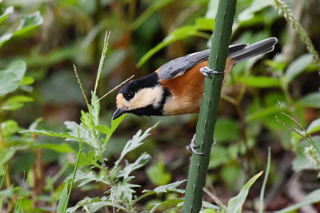 だんだん大胆に　１　　DSC_2791