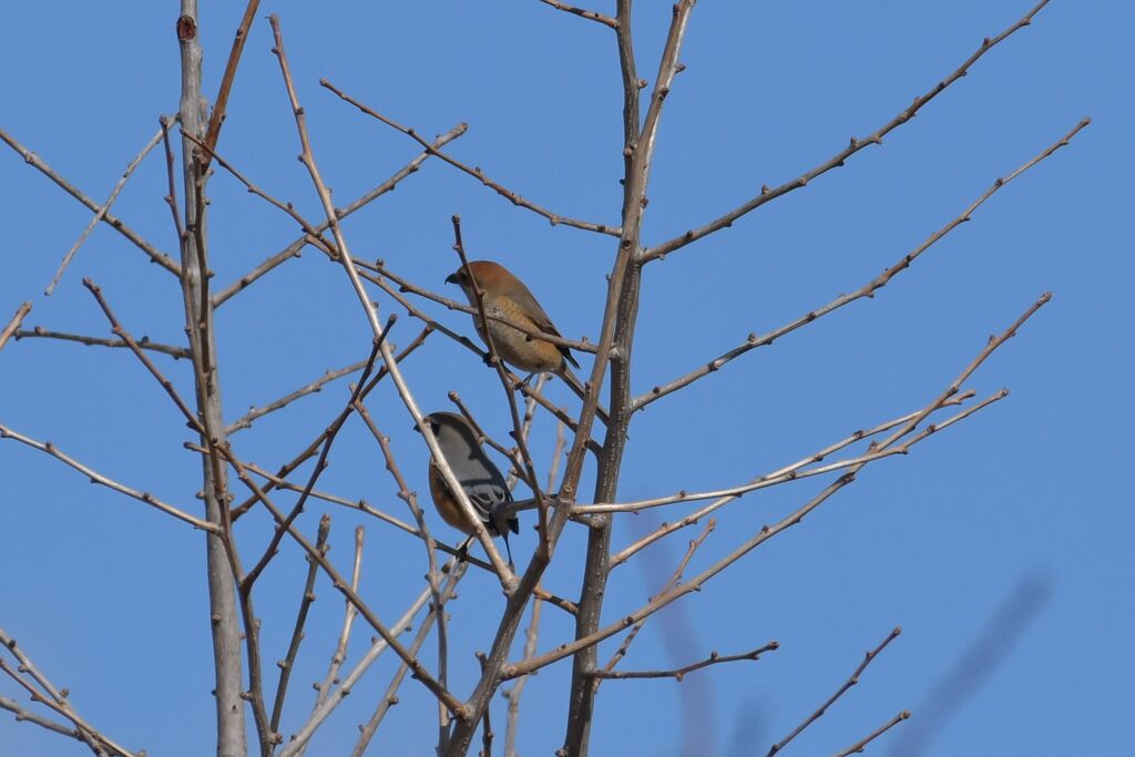 恋の季節　１　　DSC_4304