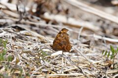キタテハ　　　DSC_1056