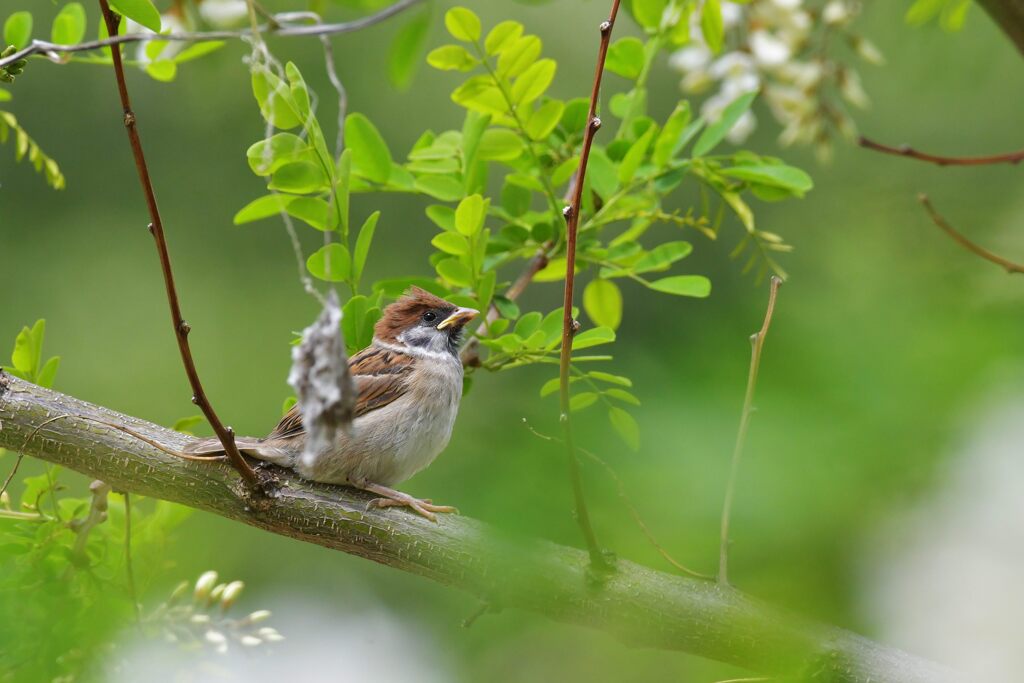 幼鳥　　DSC_7625