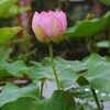 雨上がりの信濃国分寺蓮園　１　DSC_6322