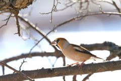 シメ　DSC_5815