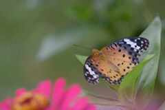 花の隣りに　　DSC_1573