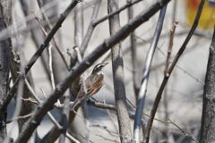 もう直ぐお別れのツグミ　　DSC_1883