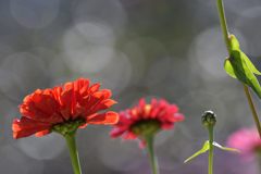 ヒャクニチソウ輝く　DSC_1427
