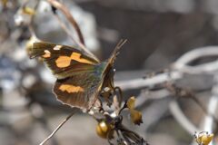 テングチョウ　　DSC_8178