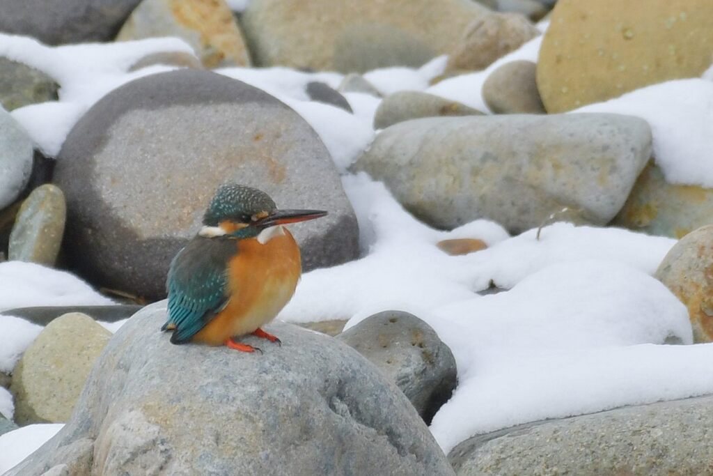 カワセミ　　DSC_5348