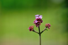 三尺バーベナ　DSC_2704