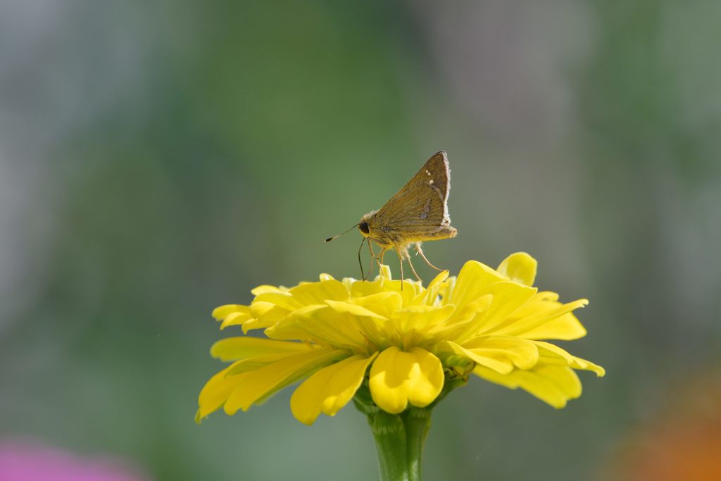 黄色もお似合いですよ　DSC_5592
