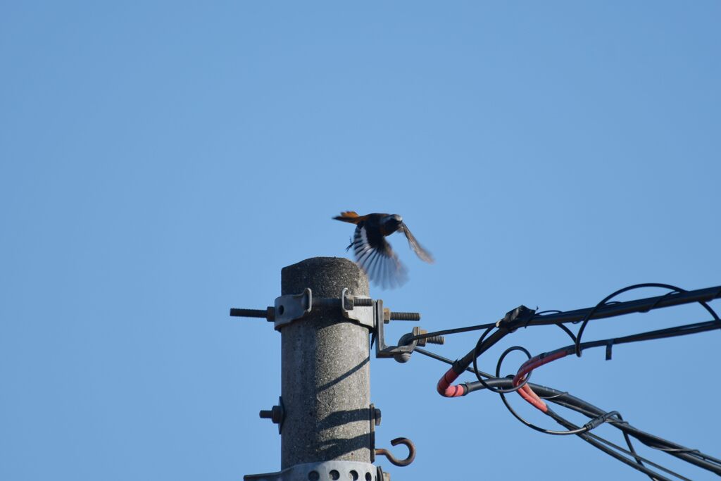 飛び出すジョウビタキ　DSC_4648