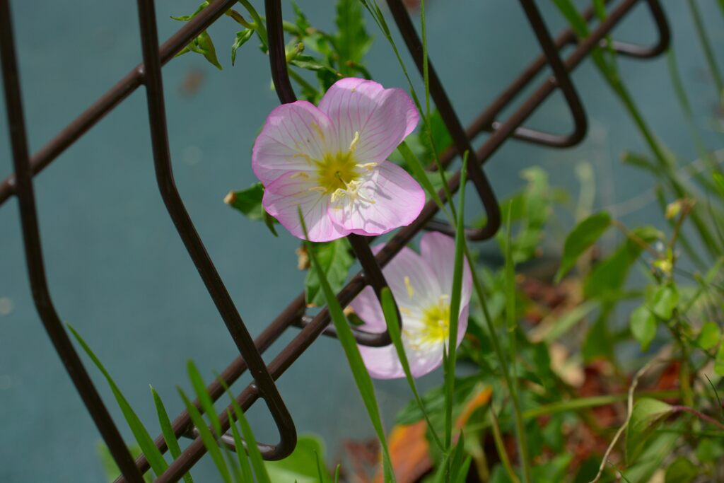 こんにちは　　DSC_9222