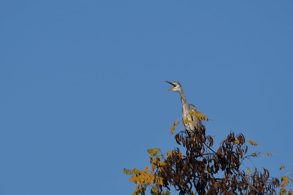 鳴く鳥　DSC_2482