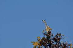 鳴く鳥　DSC_2482