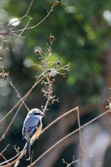 春めく　 DSC_7961