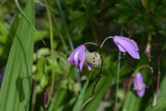 ちょっくらごめんくださいな　DSC_5304