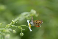 野の花にベニシジミ　２　DSC_5987