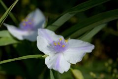 白いムラサキ　DSC_4285