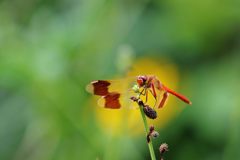 赤いミヤマアカネ　DSC_5805