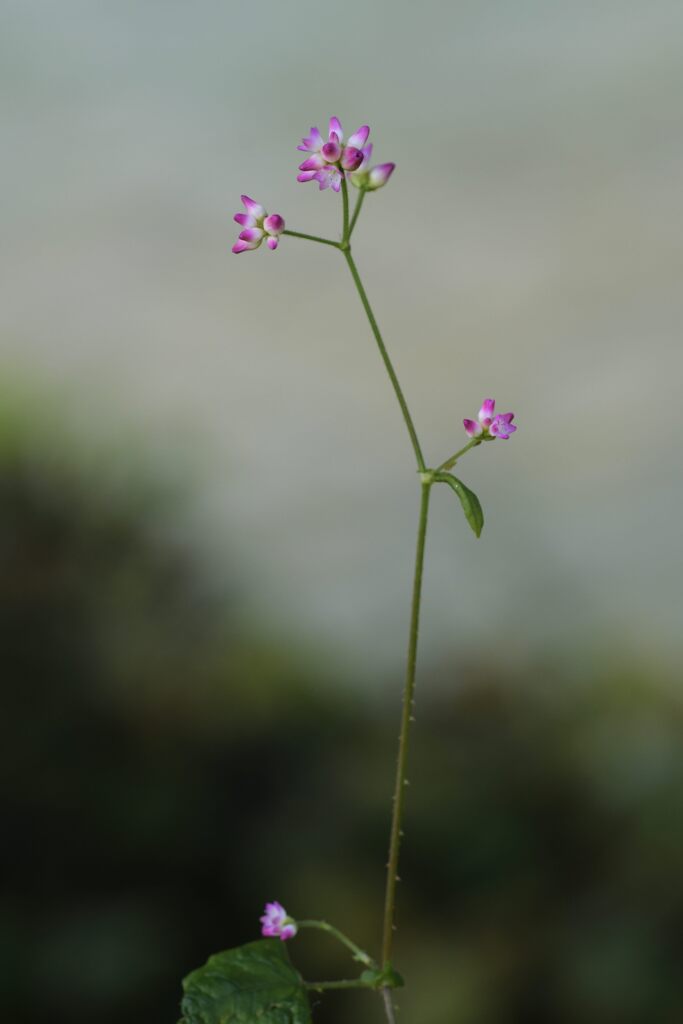 野の花、ひっそりと　　DSC_3610