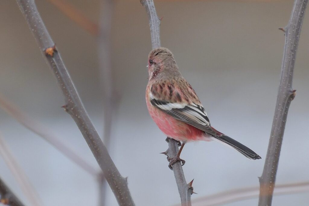 ベニマシコ　　DSC_5384