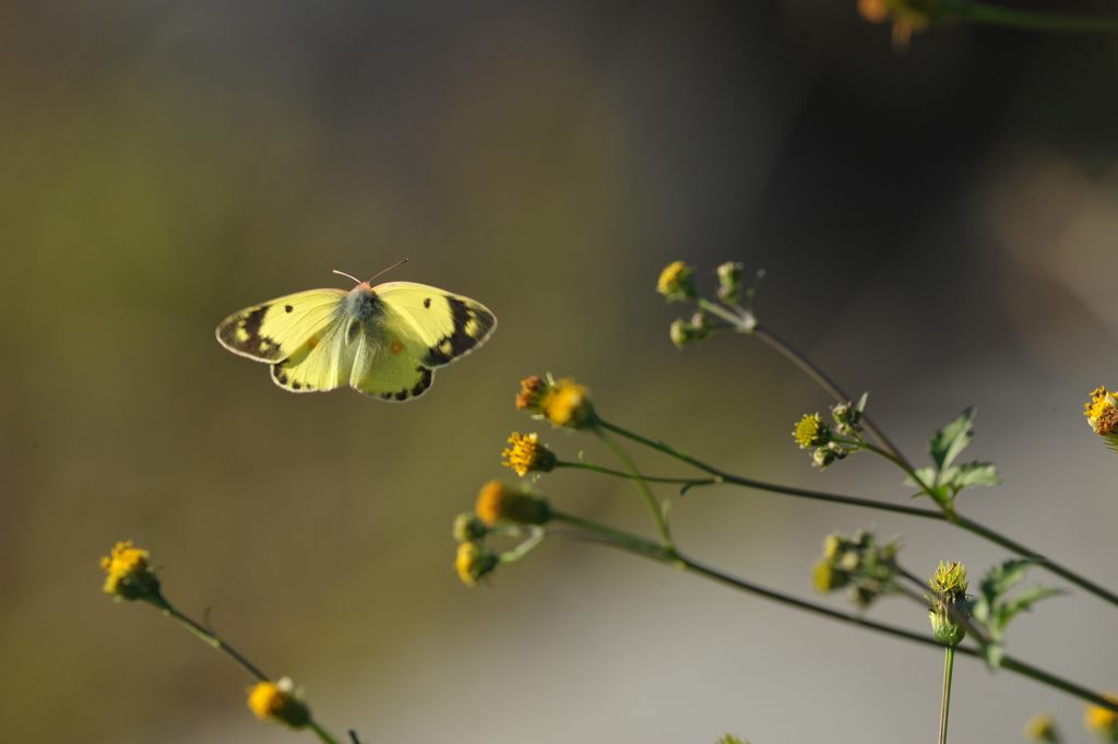 舞扇　DSC_9588