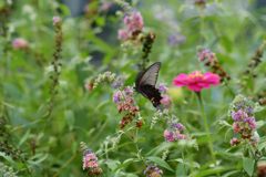 黒の歓喜　DSC_3445