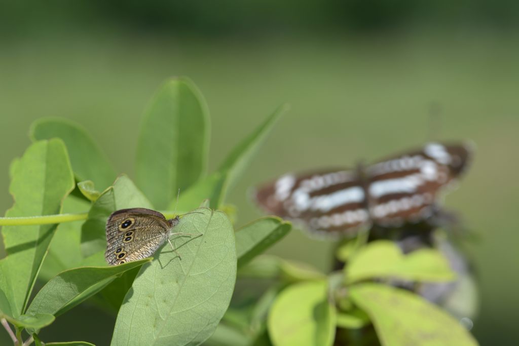 私も撮ってね！　DSC_5695