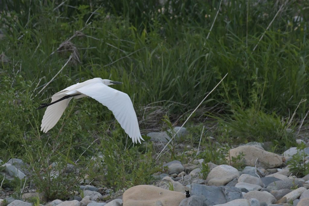 夕暮れに舞い立つ　３　DSC_2630