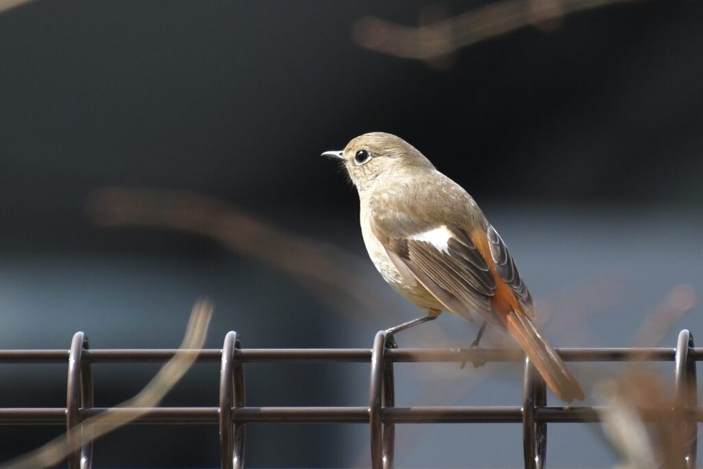 ここにいたの　　DSC_0154