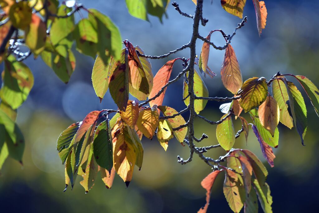 暖かい秋　　DSC_3897
