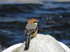 水辺のモズ　DSCN3906
