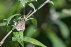 ヤマトシジミ　DSC_1656