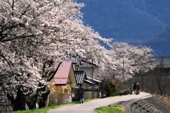 桜道帰り道　　DSC_2059